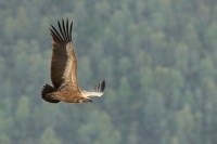 Sup belohlavy - Gyps fulvus - Eurasian Griffon 3885